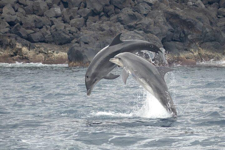 Whale Watching and Dolphin Swimming Adventure in Azores