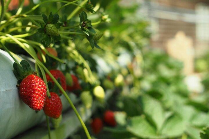 Private Cameron Highlands Day Tour from Kuala Lumpur