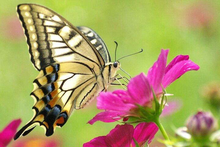 Private Cameron Highlands Day Tour from Kuala Lumpur