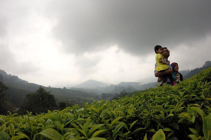 Private Cameron Highlands Day Tour from Kuala Lumpur