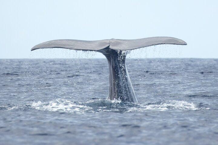 Azores Whale Watching Tour – Ponta Delgada