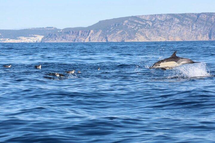 Lisbon Dolphin Watching Ocean Safari