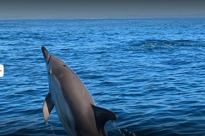 Lisbon Dolphin Watching Ocean Safari