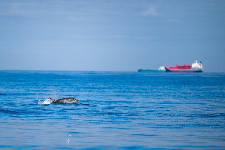 Lisbon Dolphin Watching Ocean Safari