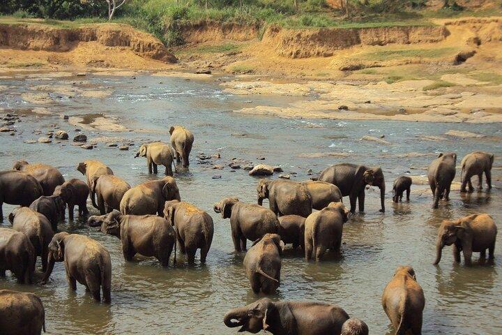 7-Day Highlights of Sri Lanka -Tour with Private Chauffeur