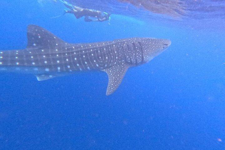 Swim with Whale Sharks Private tour from Playa del Carmen