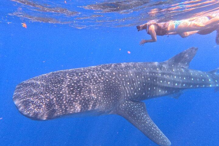 Swim with Whale Sharks Private tour from Playa del Carmen