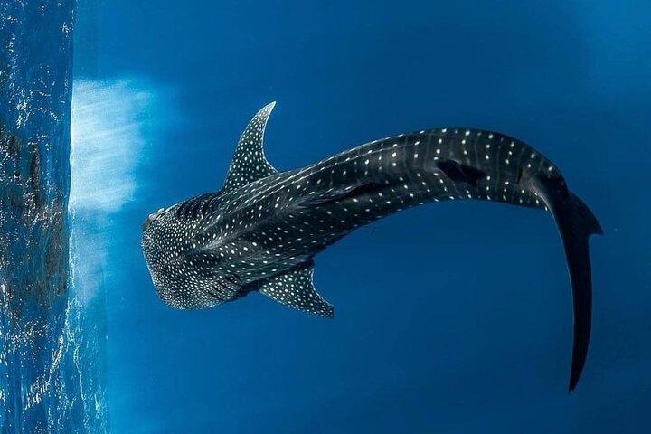 Swim with Whale Sharks Private tour from Playa del Carmen