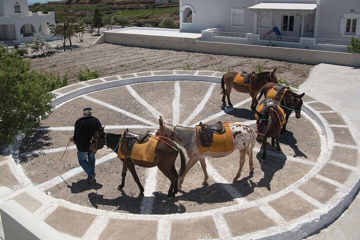 True Santorini Experience Day Tour