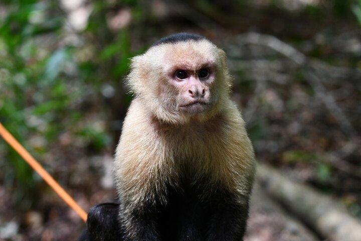 Customized Nature Walk in Manuel Antonio National Park