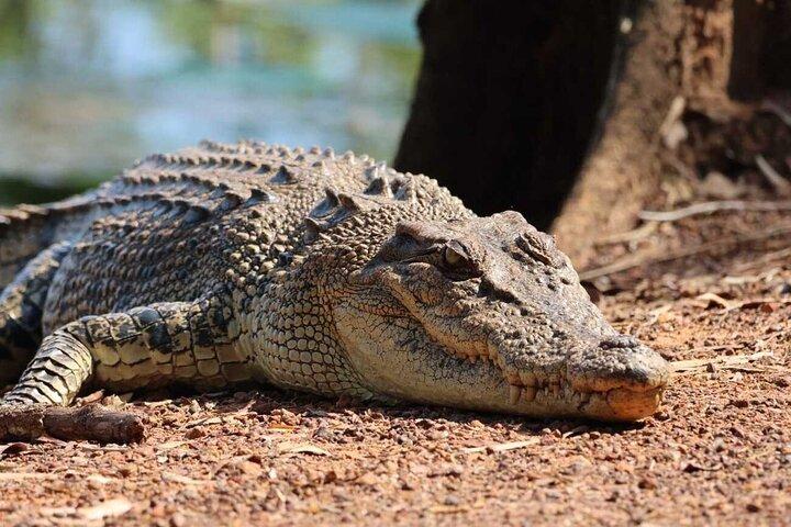 Crocodile Jumping Boat Cruise with Transfer from Darwin