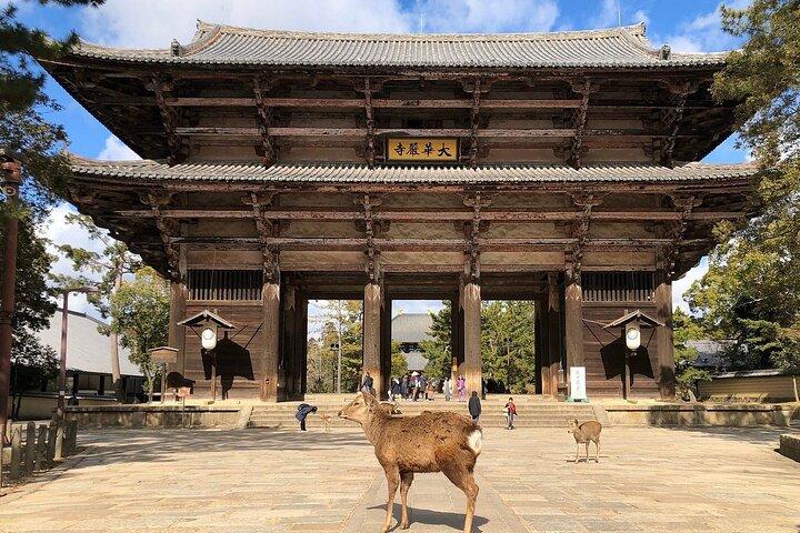 Osaka / Kyoto: Todai-ji, Nara Park, Fushimi Inari and Byodo-in