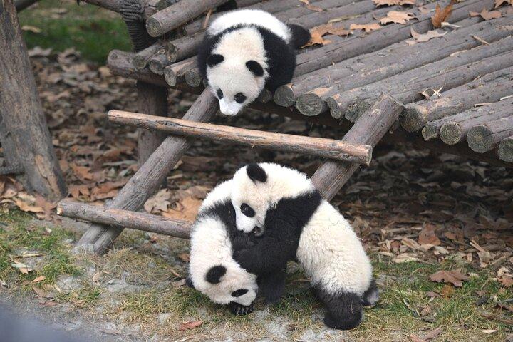 Panda and Leshan Buddha Private Tour