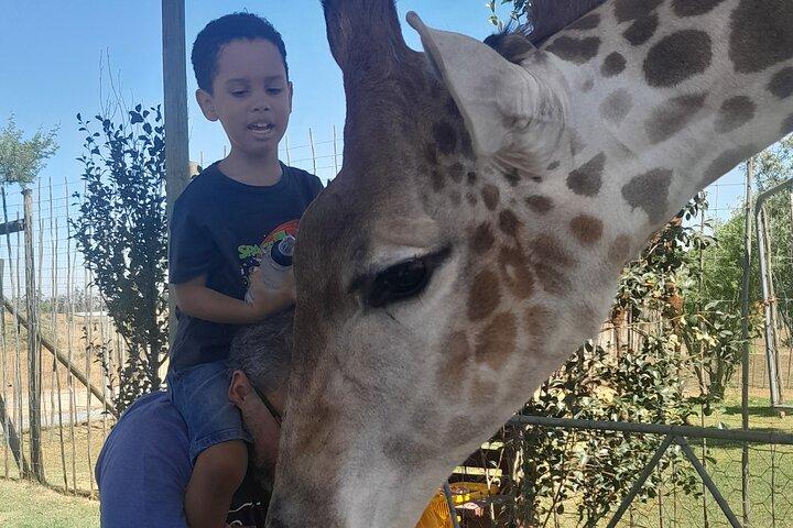 Cheetahs Encounter Giraffe house Wine tasting private tour