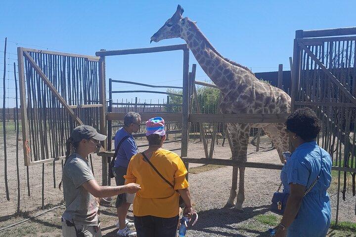 Cheetahs Encounter Giraffe house Wine tasting private tour