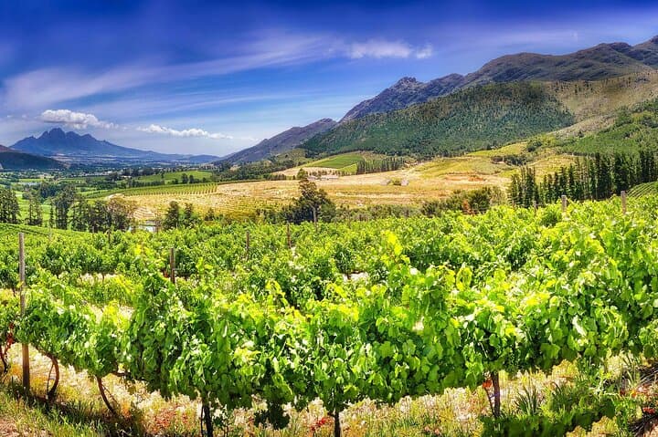 Uncork the Cape : Stellenboch Half Day Wine Tour