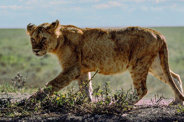 From Arusha: 2-Day Safari Through Tarangire and Lake Manyara