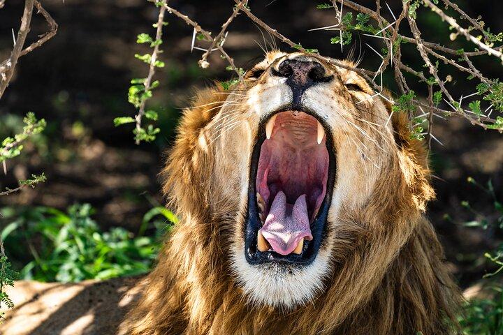 From Arusha: 6 Day Classic Game Drive Serengeti & Ngorongoro