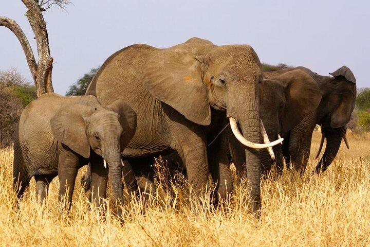 3 Days Luxury Tour at Tanzania Safari Manyara Ngorongoro