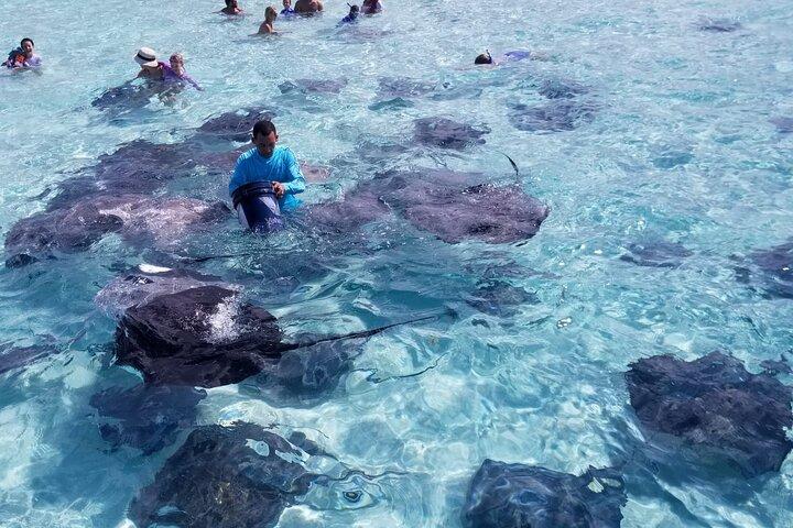 3 Stop Boat Tour Stingray City Coral Gardens and Starfish Point