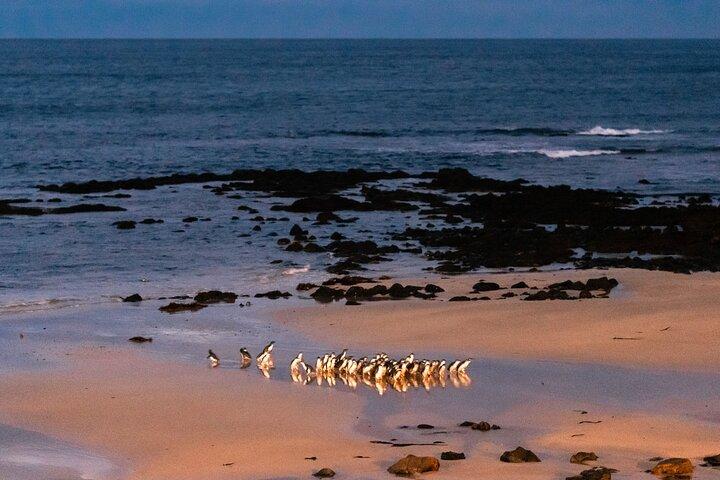 Phillip Island Penguin Parade Day Tour from Melbourne