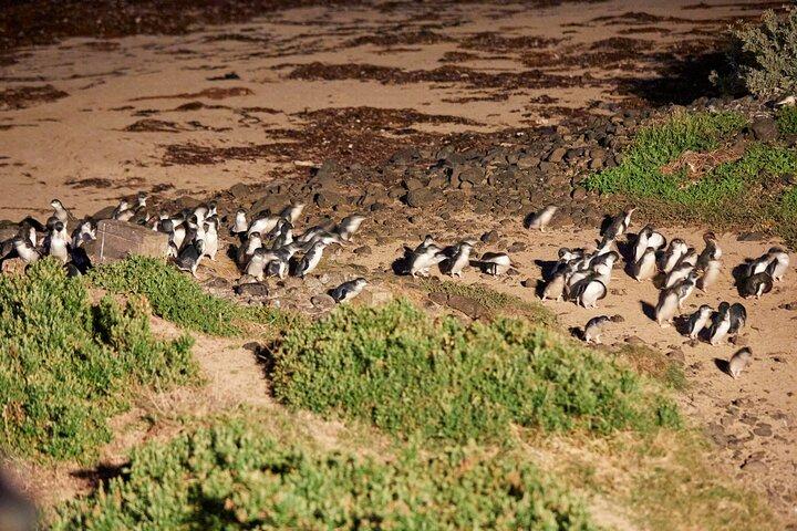Phillip Island Penguin Parade Day Tour from Melbourne