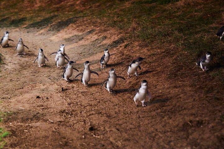 Phillip Island Penguin Parade Day Tour from Melbourne