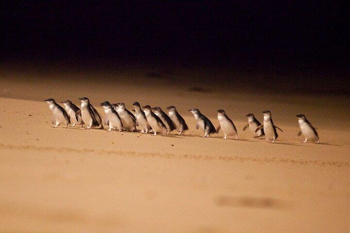 Phillip Island Penguin Parade Day Tour from Melbourne