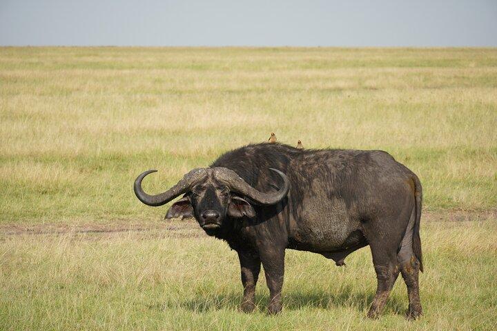 6 Days Serengeti Ngorongoro Tarangire Manyara + Airport Pickup