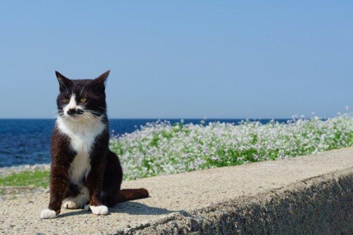 Ainoshima Cat Island Day Trip from Fukuoka