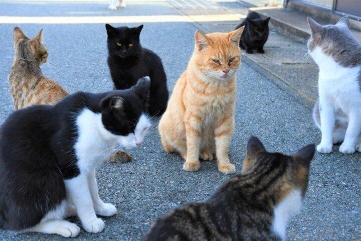 Ainoshima Cat Island Day Trip from Fukuoka