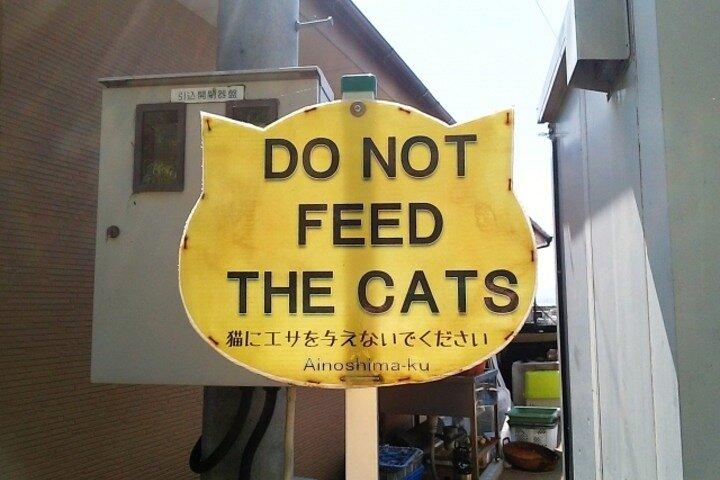 Ainoshima Cat Island Day Trip from Fukuoka