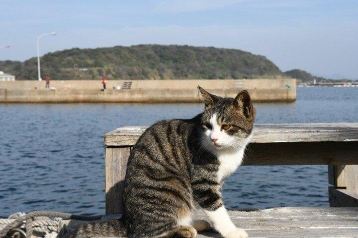 Ainoshima Cat Island Day Trip from Fukuoka
