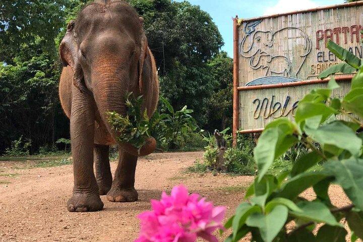 Elephant Sanctuary tour Pattaya half day no rides