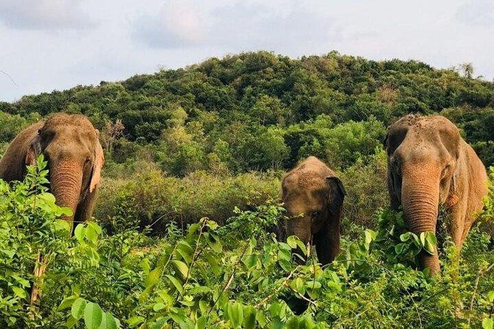 Elephant Sanctuary tour Pattaya half day no rides