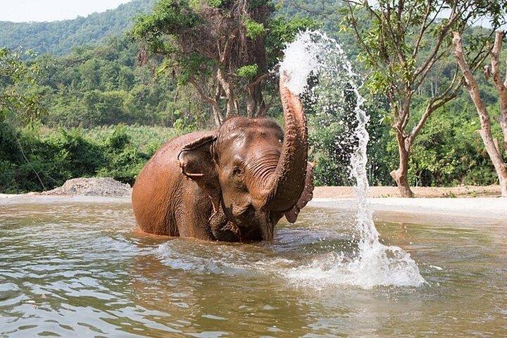 Elephant Sanctuary tour Pattaya half day no rides