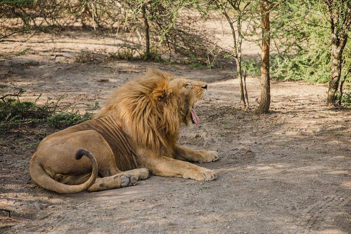 Private 4-Day Wildlife Encounter in Tanzania