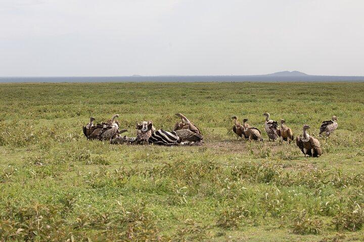 Private 4-Day Wildlife Encounter in Tanzania
