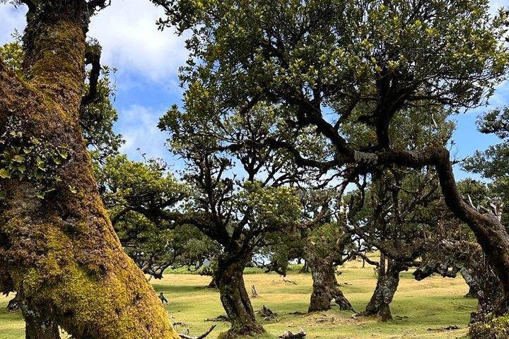 The Perfect Contrast: Fanal Forest, Porto Moniz & Seixal Tour