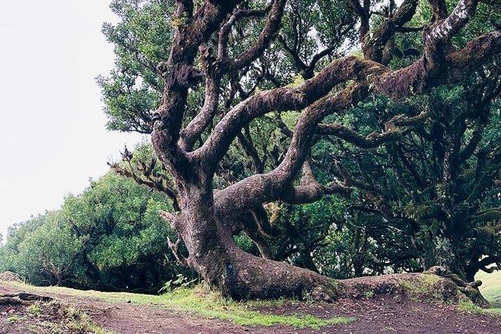 The Perfect Contrast: Fanal Forest, Porto Moniz & Seixal Tour