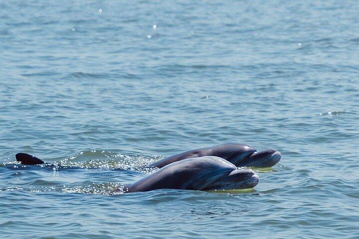 Full Day Dolphins Mangroves and Birdwatching Tour from Guayaquil