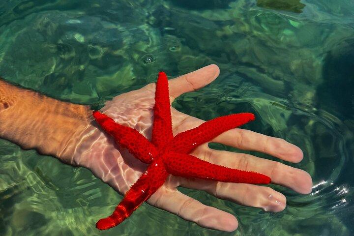 Private Full-Day Calanques Tour: St-Cyr to Cassis