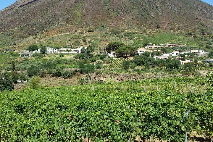 Malvasia Experience: Aeolian Wine Tasting in Salina