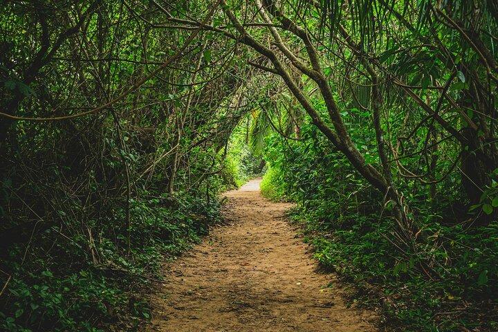 Cahuita National Park Nature Walk & Waterfall Tour