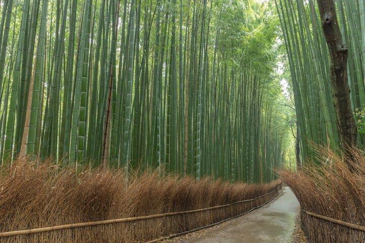 Kyoto Private Highlights Tour (Customizable)
