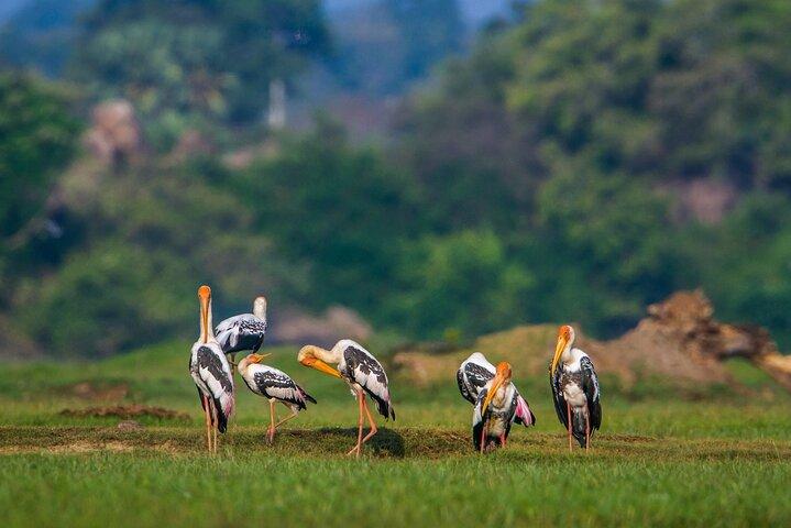 Bundala National Park Safari (PRIVATE TOURS)- Morning & Afternoon