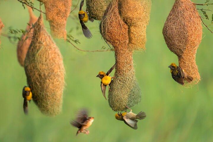 Bundala National Park Safari (PRIVATE TOURS)- Morning & Afternoon