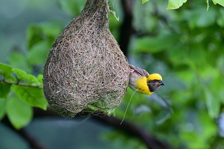 Bundala National Park Safari (PRIVATE TOURS)- Morning & Afternoon