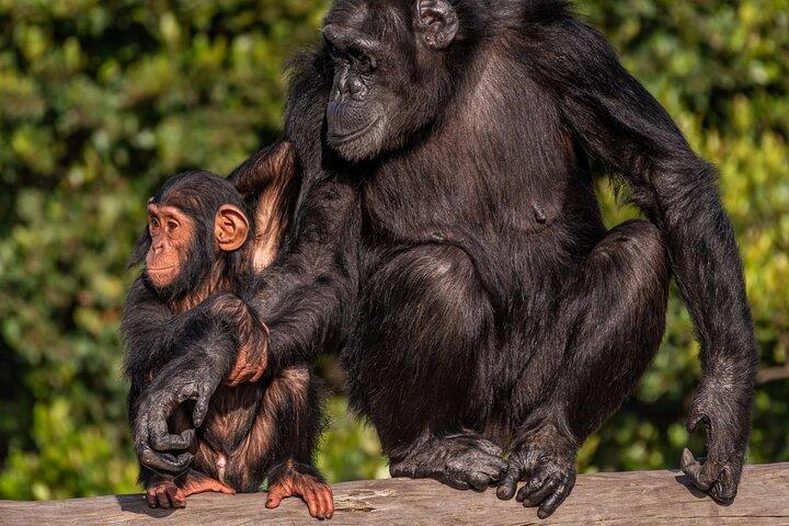 Nairobi to Ol Pejeta Conservancy Lancruiser 3 Day Tour Experience