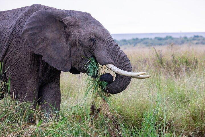 Nairobi to Ol Pejeta Conservancy Lancruiser 3 Day Tour Experience